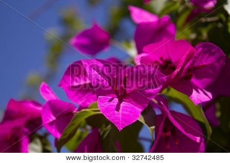 Flores rosadas