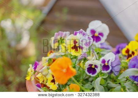 Beautiful Flower Field Of Blooming Purple Yellow Wild Pansy , Heartsease , Johnny Jump Up, Garden Vi