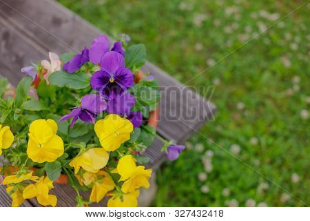 Beautiful Flower Field Of Blooming Purple Yellow Wild Pansy , Heartsease , Johnny Jump Up, Garden Vi