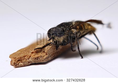 Dead Horsefly (species Hybomitra Auripila) Next To A Piece Of Wood