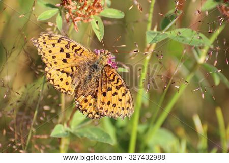 Boloria Selene (small Pearl-bordered Fritillary) On Clover Blossom
