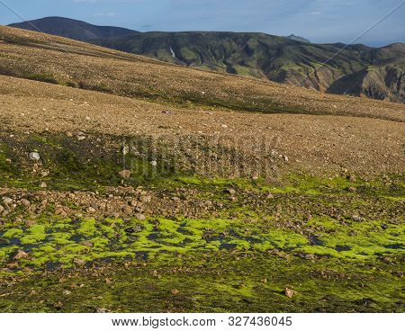 Lush Vivid Green Wet Moss With Colorful Rhyolit Landmannalaugar Mountain At Fjallabak Nature Reserve