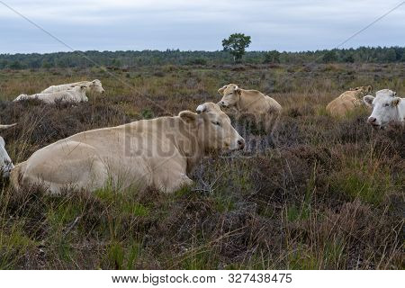 Herd Of Beige Cows And Bulls Resting On Moorland In Kempen Forest, Brabant, Netherlands
