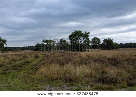 Landscape With Kempen Forests In North Brabant, Netherlands In Autumn