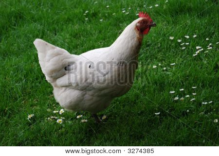 ไก่ทำ