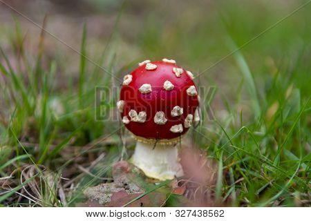 Red Amanita Unedible Toxic Forest Mushroom