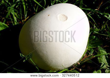 Giant Puffball In The Meadow In The Garden