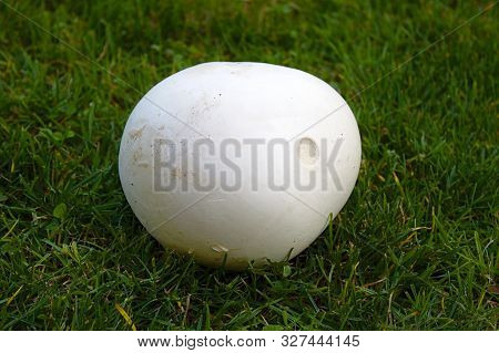 Giant Puffball In The Meadow In The Garden
