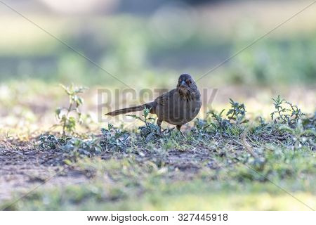 California Towhee Bird Searches Through The Grass On The Ground For Suitable Seeds And Food.