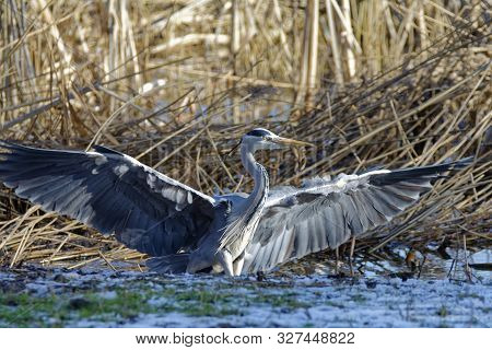 Grey Heron - Ardea Cinerea 
Landng In Reedbed