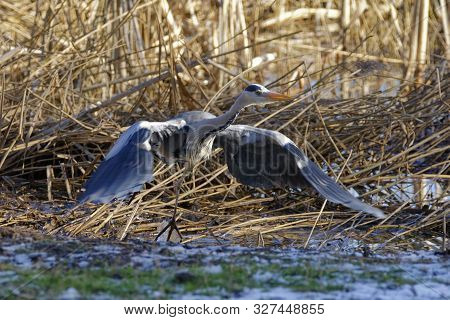 Grey Heron - Ardea Cinerea 
Taking Off From Reedbed
