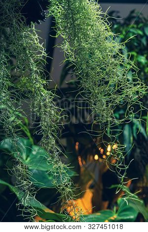 Hanging Exotic Spiral Plant On The Background Of Tropical Plants. Natural Vertical Green Background