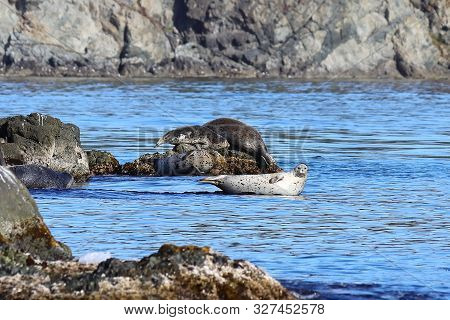 Spotted Seals (largha Seal, Phoca Largha) Laying On Coastal Rocks. Wild Spotted Seal Sanctuary. Calm