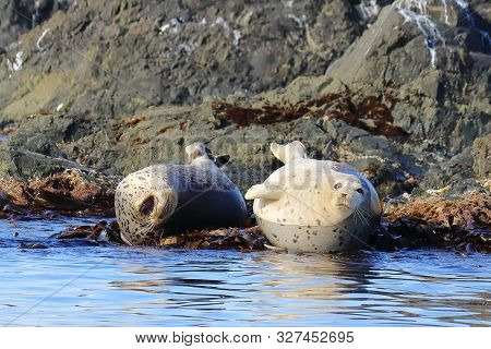 Seals (spotted Seal, Largha Seal, Phoca Largha) Laying On Coastal Rocks. Wild Spotted Seal Sanctuary
