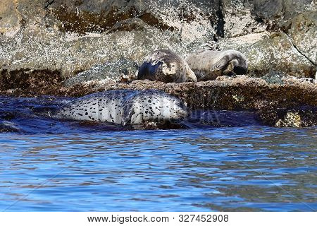 Spotted Seals Phoca Largha In Natural Habitat. Group Of Seals On The Rocky Coast. Wild Animals On Th