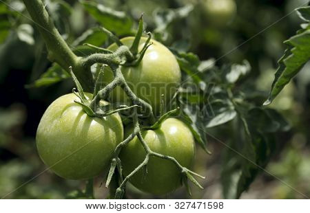 Nature Background. A Ray Of Sunshine Falls On A Tomato Bush In The Garden. Unheated Tomatoes Under G