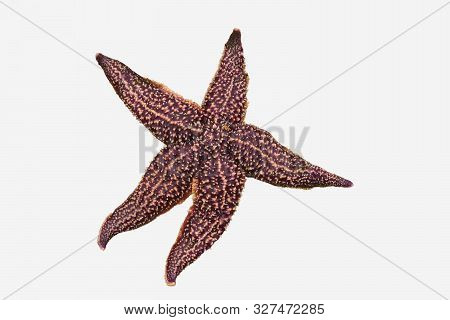 Starfish Asterias Amurensis Isolated On White Background