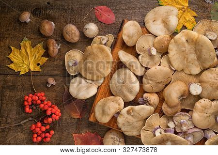 Lepista Saeva Mushrooms On A Table With Autumn Leaves And Rowan Berries