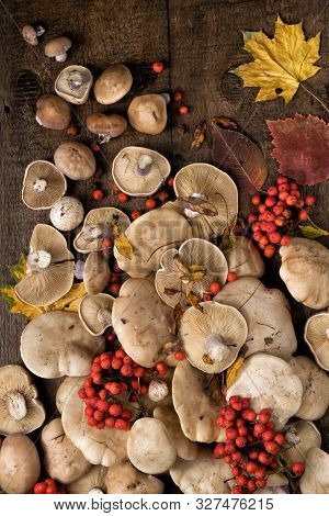 Lepista Saeva Mushrooms On A Table With Autumn Leaves And Rowan Berries