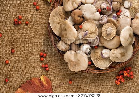 Lepista Saeva Mushrooms On A Table With Autumn Leaves And Rowan Berries