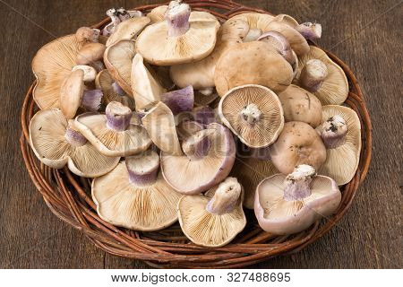 Lepista Saeva Mushrooms In A Wicker Dish On The Table Side View Close-up
