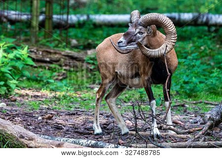 European Mouflon, Ovis Orientalis Musimon. Wildlife Animal.