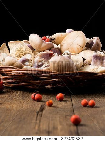 Lepista Saeva Mushrooms In A Wicker Plate Some More Rowan Berries On A Table Close-up On A Black Bac