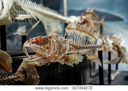 A Set Of Bone Or Skeleton Of Fish And Close Up Shot Of  Fish Skull