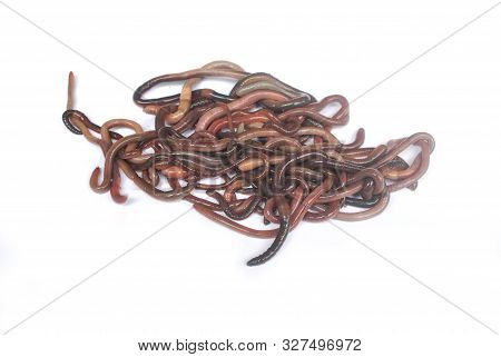 Earthworm Fertilizer For Agriculture To Nourish The Soil.