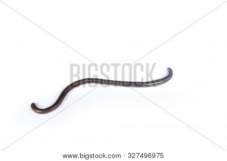 Earthworm Fertilizer For Agriculture To Nourish The Soil.