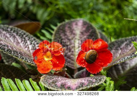 Close Up Of Flame Violet Flower At The Garden With Copy Space. Episcia Cupreata Flowers And Little S