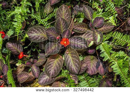 Top View Of Flame Violet Flower At The Garden. Red Episcia Cupreata Flowers.