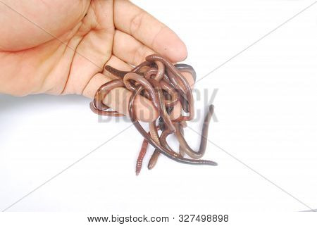 Earthworm Fertilizer For Agriculture To Nourish The Soil.