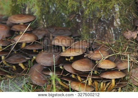 mushrooms in autumn on the forest floor