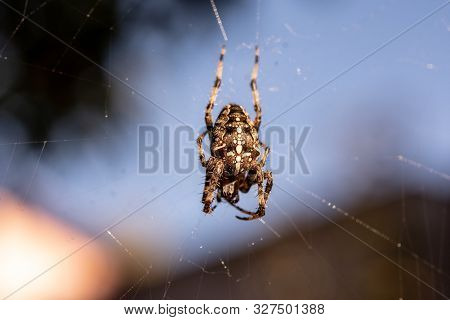 Spider In The Net In Closeup Macro Image. Spider On The Net With Blurred Background.