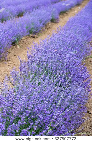 Herbs. Growing Lavender In An Agricultural Field