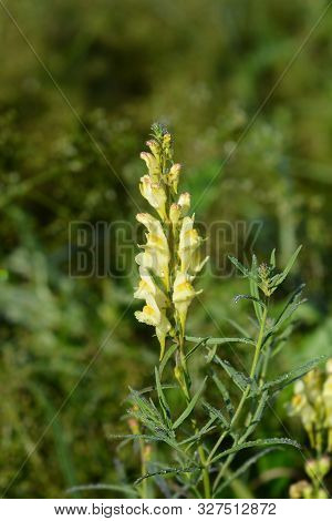 Common Toadflax Yellow Flowers - Latin Name - Linaria Vulgaris