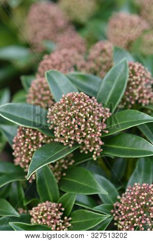 Skimmia Marlot - Latin Name - Skimmia Japonica Marlot