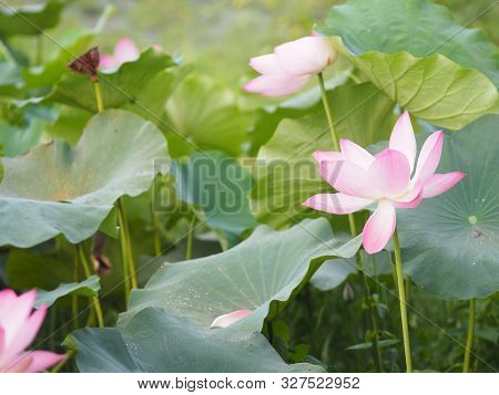 Plantae, Indian, Sacred Lotus, Bean Of India, Nelumbo, Nelumbonaceae Name Flower In Pond Large Flowe