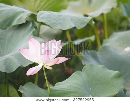 Plantae, Indian, Sacred Lotus, Bean Of India, Nelumbo, Nelumbonaceae Name Flower In Pond Large Flowe