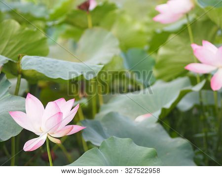 Plantae, Indian, Sacred Lotus, Bean Of India, Nelumbo, Nelumbonaceae Name Flower In Pond Large Flowe