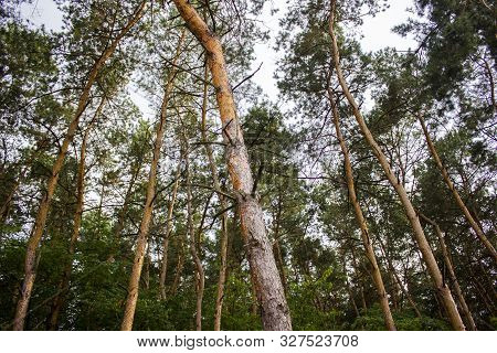 Tall Trees With Dried Branches. Foliage Mostly On The Top. Picture Taken From Below.