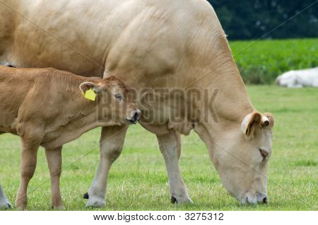 Baby Cow With Mother