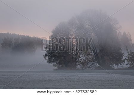 Autumn Sunrise In Coutryside. Trees In Fog At Frozen Plains. Brisk Morning In Lazy Rrural Scenery