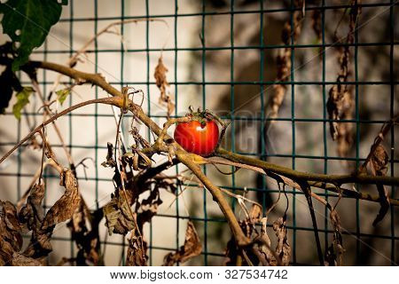 A Red Tomato Among The Dried, Dead Branches