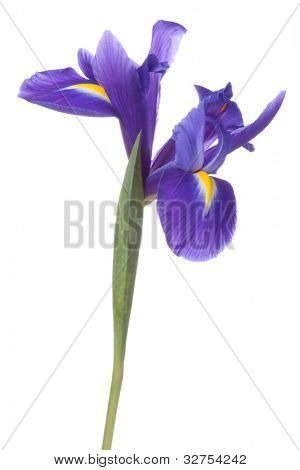Blå iris eller blueflag blomst isoleret på hvid baggrund