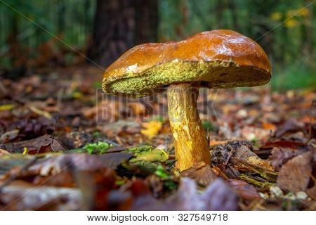 Autumn With Beautiful Bay Boletus Mushroom In The Forest, Picture Taken In National Park Dwingelderv
