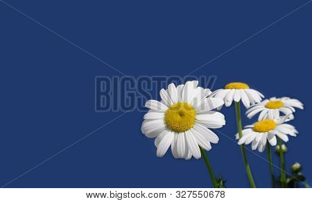 Greeting Card With Whild Chamomile Flowers Isolated On Blue Background At Right And Free Space For T