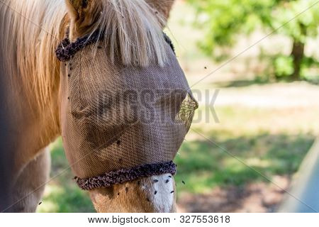 A Horse Wearing A Protective Mask Against Flies - Portrait Croped With Copyspace