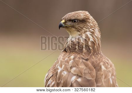 Common Buzzard (buteo Buteo)  Natural Habitat Close Up, Buzzard In The Grass On The Ground, Bird Of 